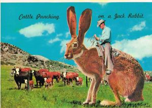 Cattle punching on a jack rabbit in Arizona