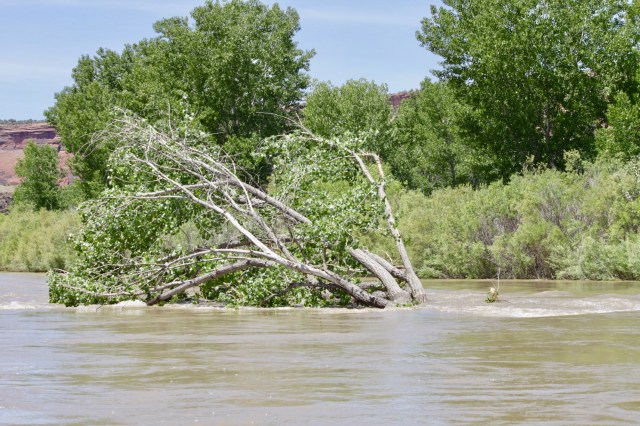 Fred's Birthday River Trip 2019