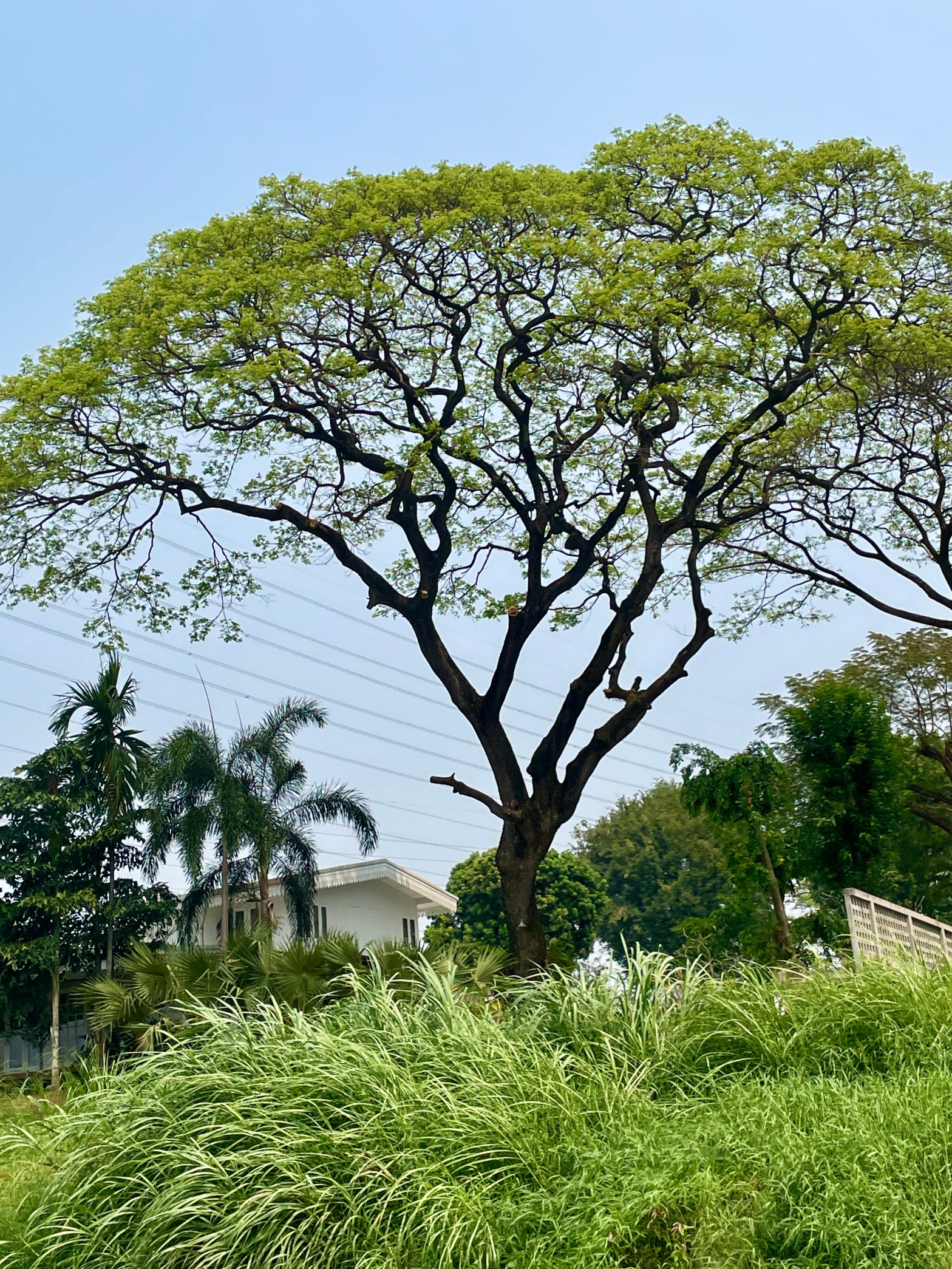 Chiang Mai in the&nbsp;Mirror